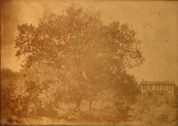 Abbott Farm with Tree